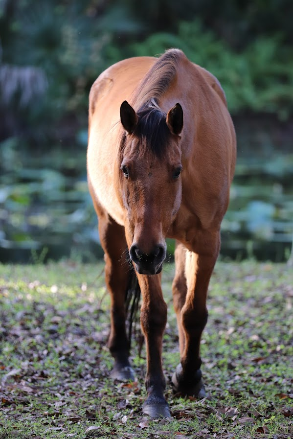 Therapy horse assisting during an outdoor nature-based counseling session in Palm City, Florida.