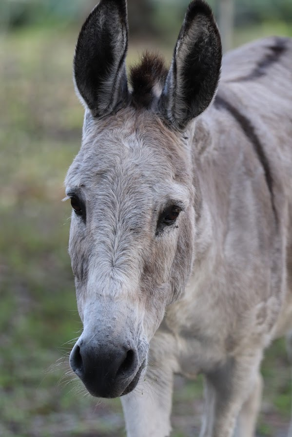Therapy donkey assisting during an outdoor nature-based counseling session in Palm City, Florida.
